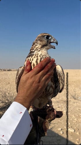 حر وحش افغاني
