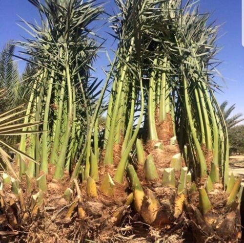 خلاص حبه کبیرة موجودة الضمان