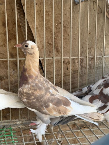 mojaik for sale 