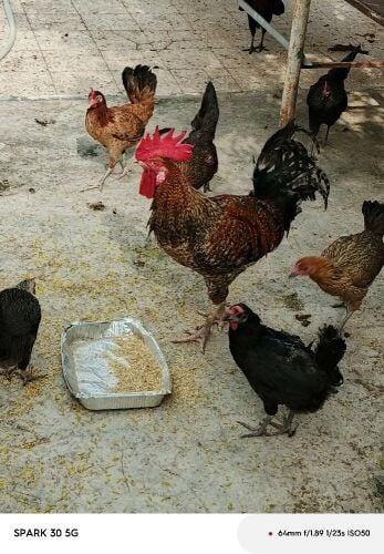 للبيع دجاج عمر ٨شهور ورومي منتج