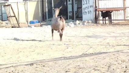 عنز عمانيه فاخره سن وديد