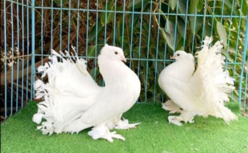 fantail breeding pair
