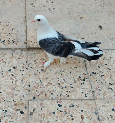 للبيع زوج حمام منتج