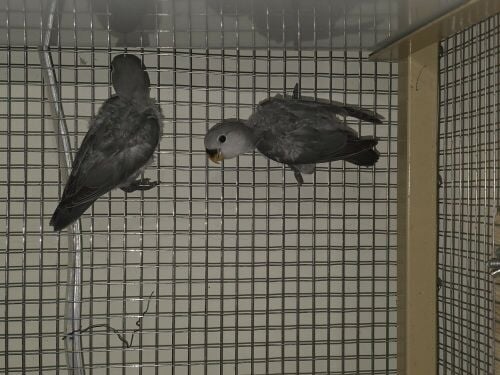 Tame Roseicollis chicks for sall