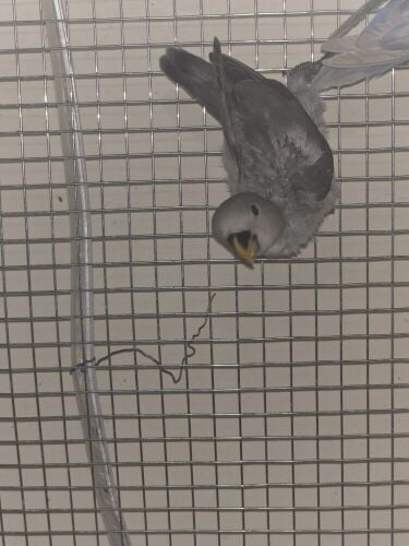 Tame Roseicollis black chick