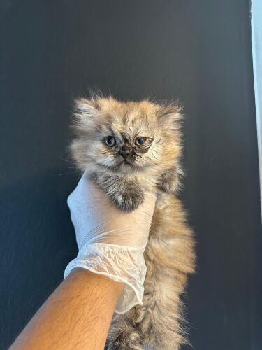 Pure Breed Shirazi Female Kitten