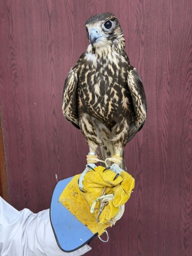 ٣ قراميش 