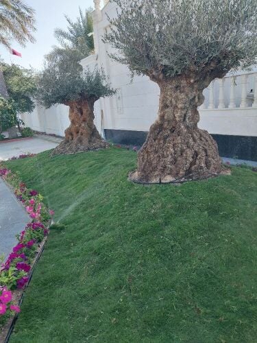 منسق حدائق