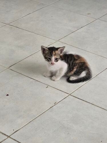 very nice cat for  Adoption