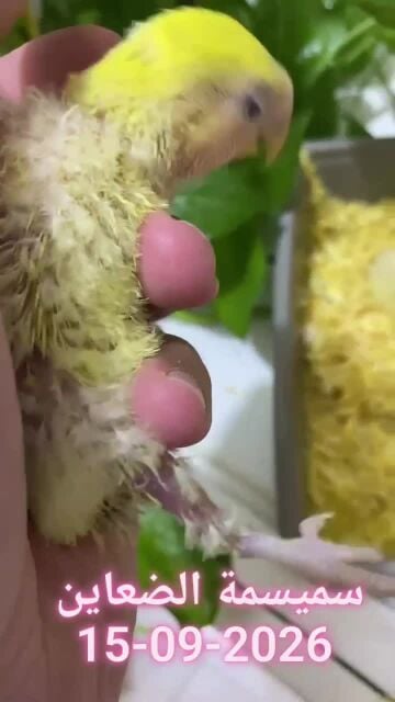 Rose chicks Aqua Lutino 