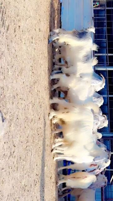 عوارض برص طيبه