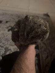 فرخ البومه 