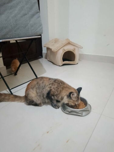 cat