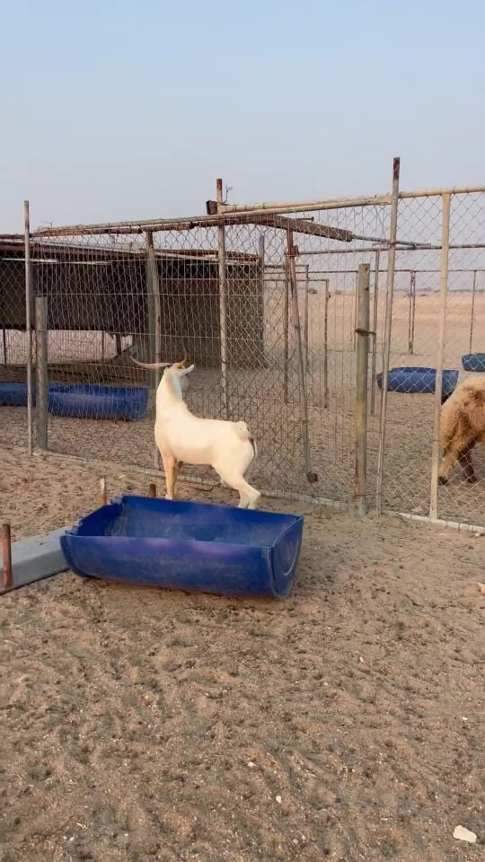 تيس عماني فحل حار حار 