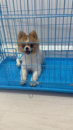 Pomeranian 