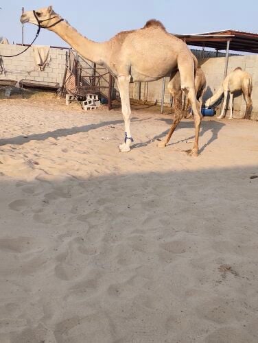 عرض فاخر بكره حقه