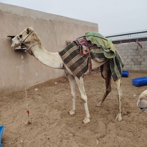 قليصه على جميع الشروط