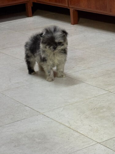 Female pomeranian in Qatar