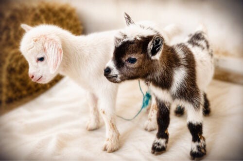 American baby goat