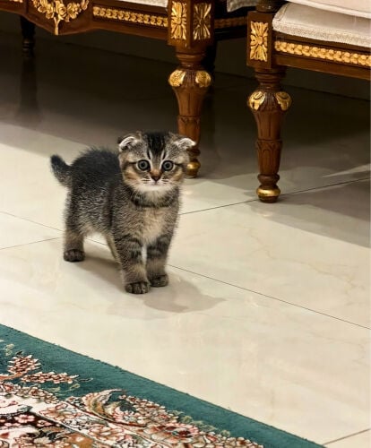 Scottish Kittens for Sale