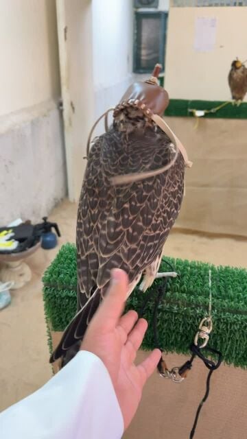 جير تبع فرخ وحش