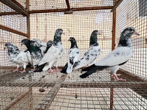 حمام باكستاني ودحول للبيع 