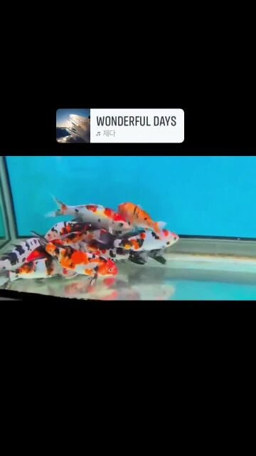 fish - Tank tales aquatic and tradi