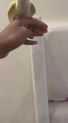 فرخ روز هدد وأليف 