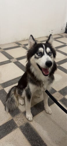 Husky black female 