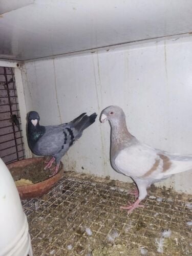 2pice 150 qar