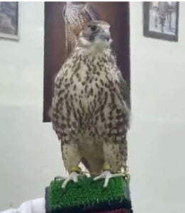 مطلوووب