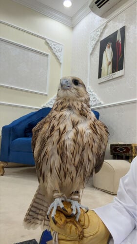 قرموشه