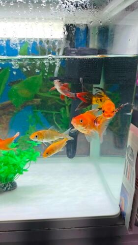 Aquarium Fish