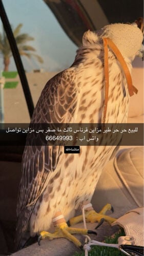 للبيع
