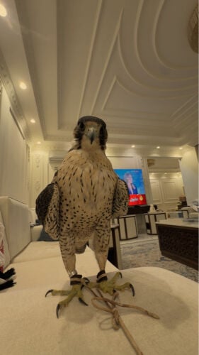 للبيع جير تبع علومه تحت 
