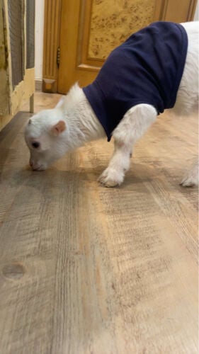 short goat