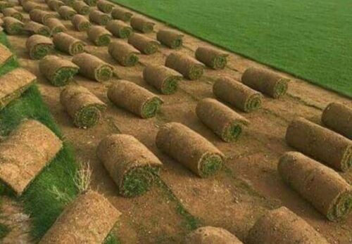 متخصص في الزراعه 55504810