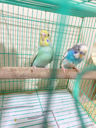 budgies pair with cage =Qr100