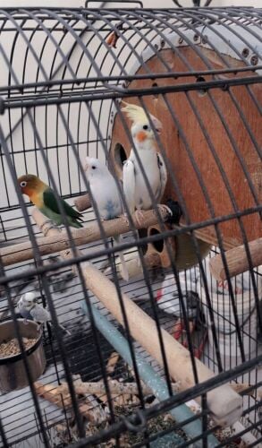 birds