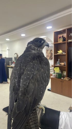 جير بيور سبوق