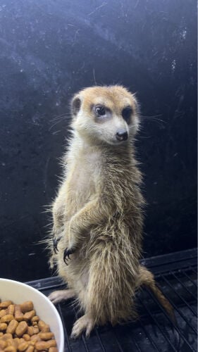 meerkat