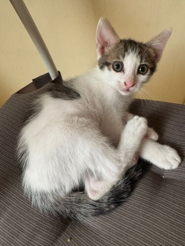 for adoption 