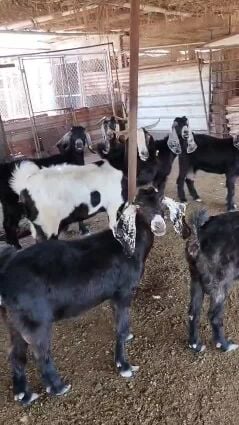 للبيع معزا