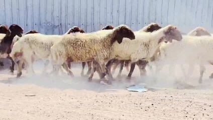 للبيع شويهات سوريا طيبه