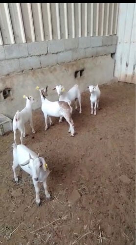 للبيع تيوس عمانيه 
