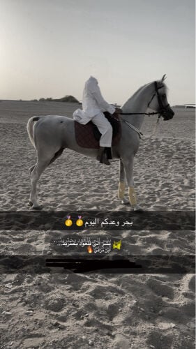فحل مصري طوع
