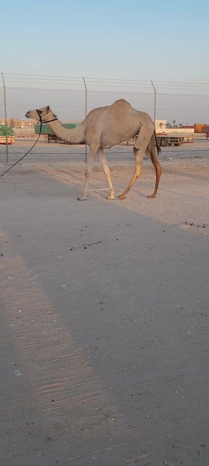 بكره جدعه