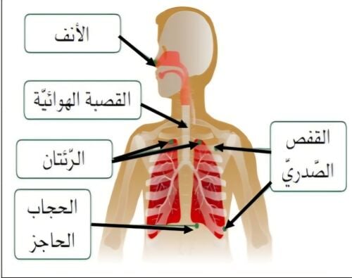معلمة العلوم والإنجليزية للابتدائ