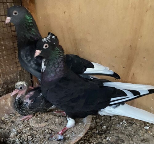 جوز قلابي كويتي 