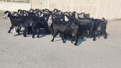 للبيع معزا عوارض طيبه